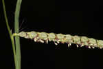 Hairyseed paspalum 